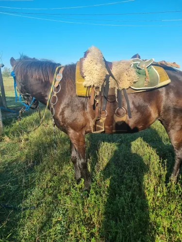 Vendo egua preta