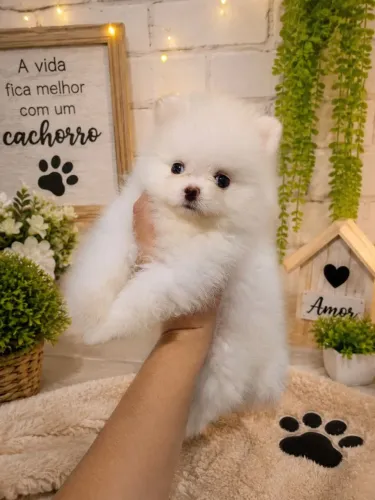 Spitz alemão machos