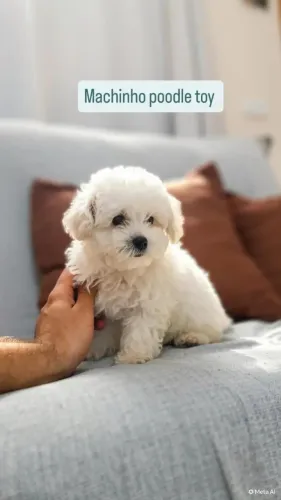 Podle Toy, Machinho Branco já com 3 meses !!
