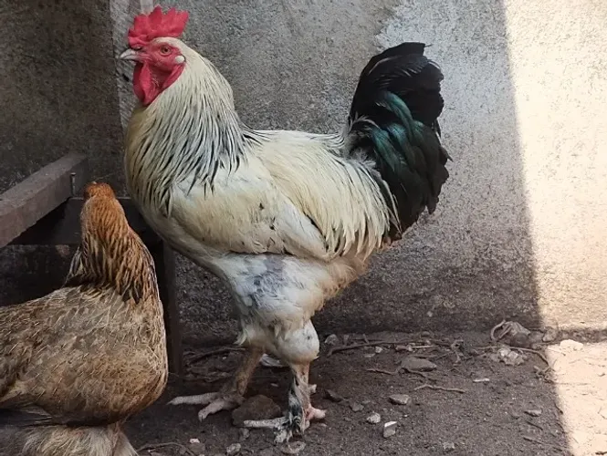 Galo Brahma