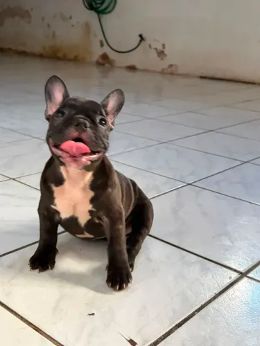 Filhote de Bulldog Francês Fêmea Cinza