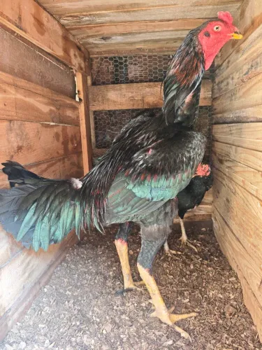 Galo de raça, combatente 