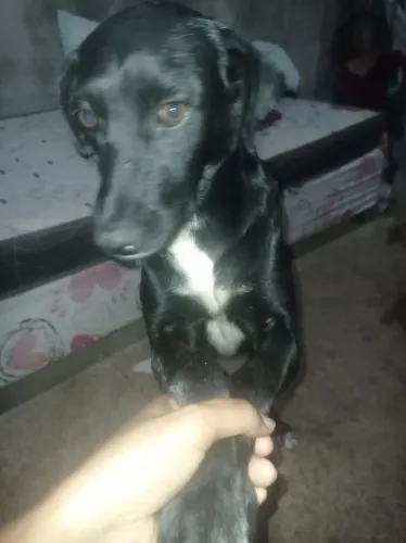 Adoção responsável