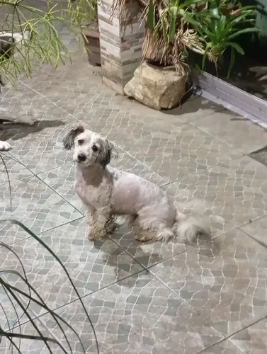 Doação de peludo macho