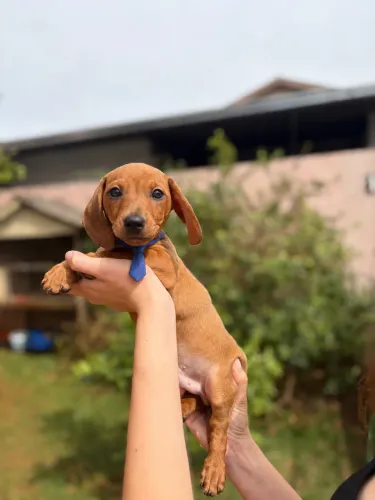 Dachshund filhote