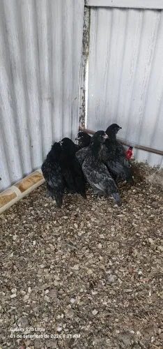 Pintinho ameraucana