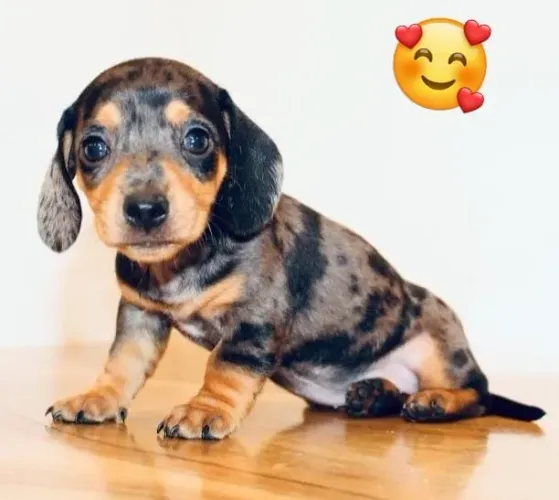 Basset Dachshund Filhotes Amigos Pra Toda Vida.