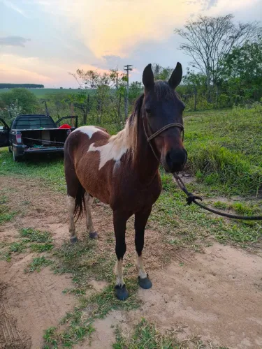 Cavalo