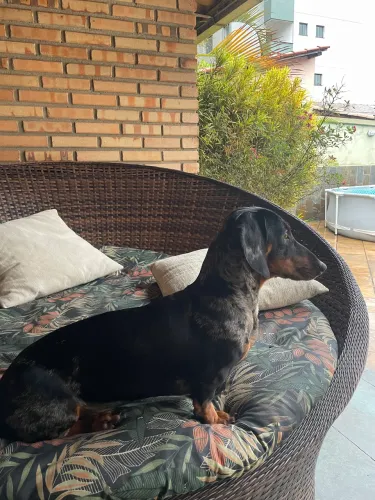 Dashund Basset pra cruza cobertura