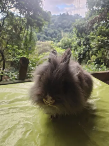 Coelho 