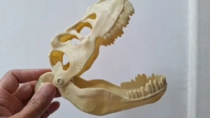 Esqueleto de cabeça de dinossauro articulado 