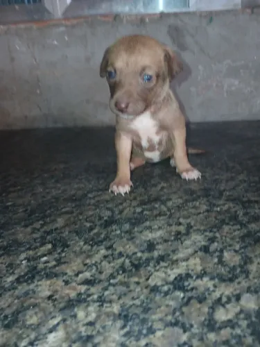 Pinscher femeas