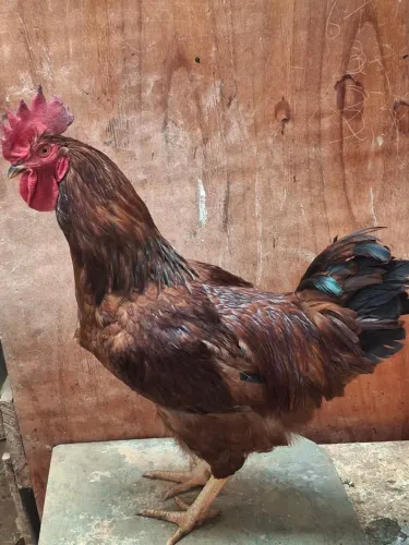 FRANGO DA RAÇA Rhodia Islândia