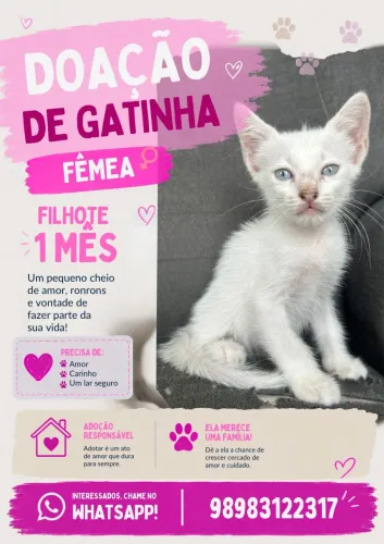Gatinhos para Adoção