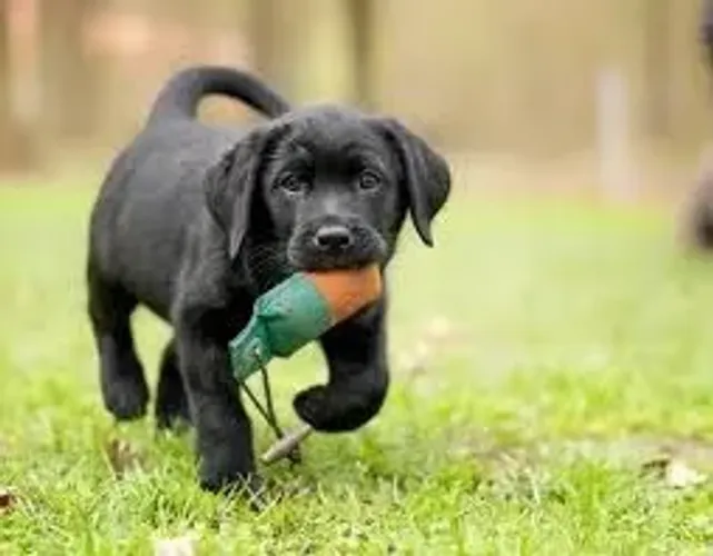 O Labrador correu pelo gramado com alegria.