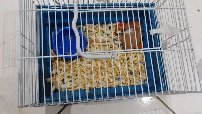 Gaiola + hamister + acessórios