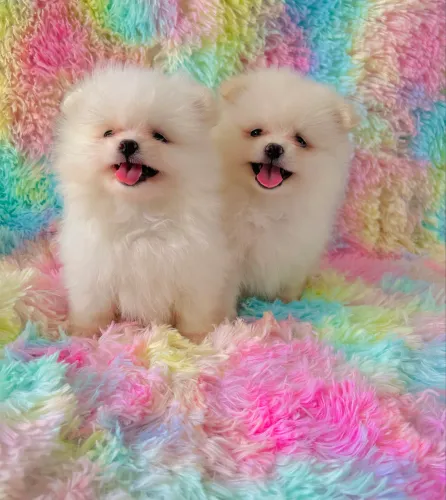 Spitz alemão fêmeas padrão anão
