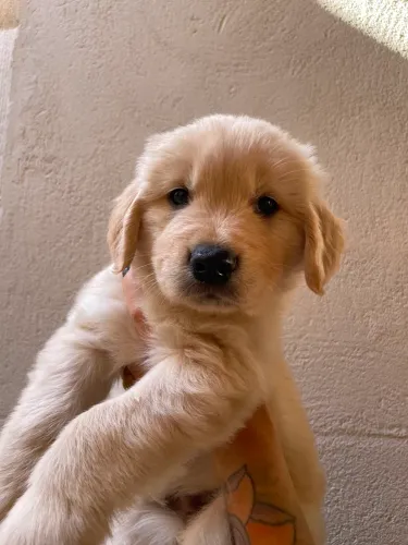 Golden Retriever