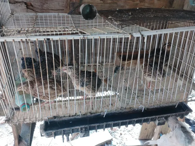 Vendo 5 codornas fêmeas já produzindo 