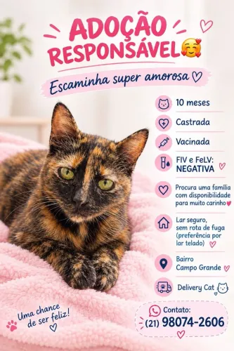 Doação gato(a)