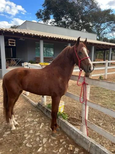 Cavalo Registrado 3 anos