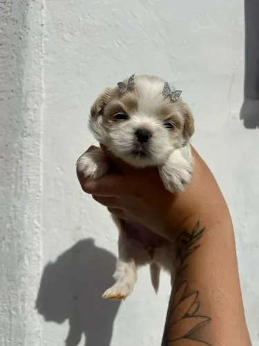 Filhote shih tzu, Seu coração nunca mais será o mesmo depois de conhecer esses filhotes!