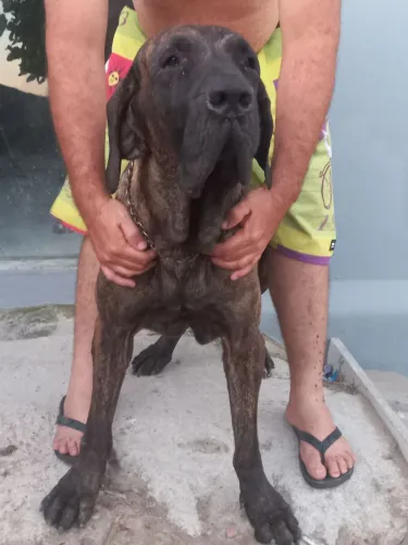 Vendo monta de fila brasileiro 