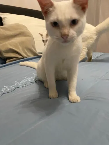 Doação de gato 