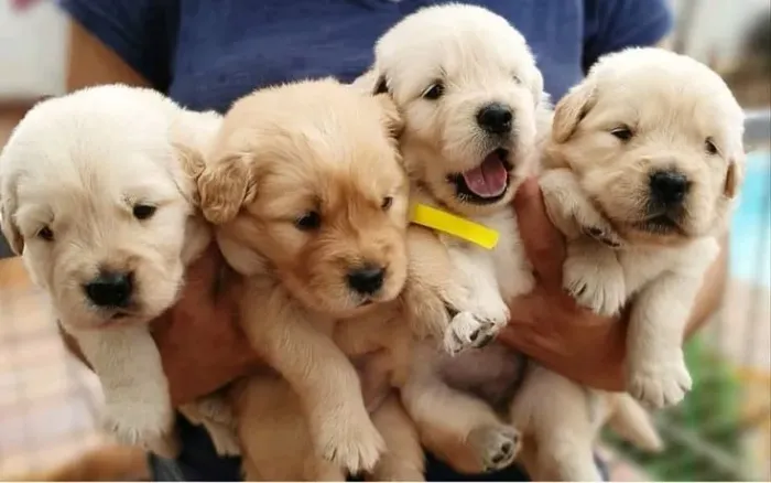 Golden Retriever "Não quero brincar."