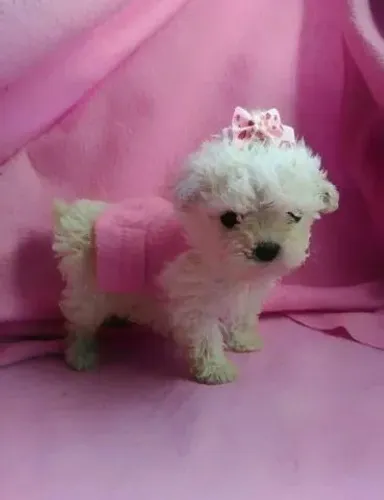 Poodle toy a miniatura perfeita espera você aqui