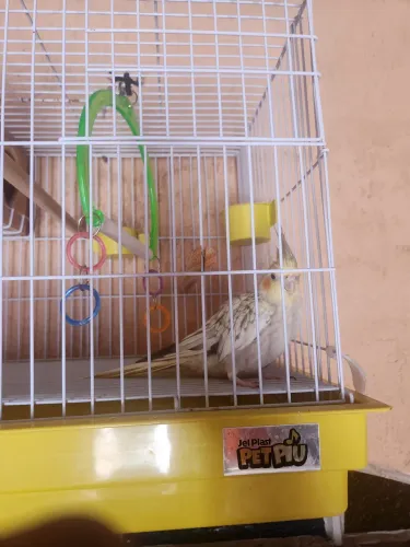 Vendo Capolesita mança com apenas 8 messes de vida acompanha gaiola e os acessórios