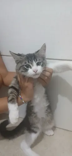 Gato