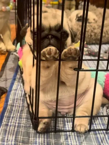 Filhotes de Pug | Alegria verdadeira.