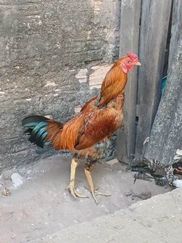 Galo caipira comum