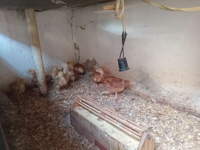 Pinto neorap com 30 dias por apenas 30 reais Temos outra aves