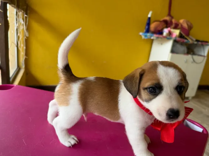 O CACHORRO DO MASCARA JRT.