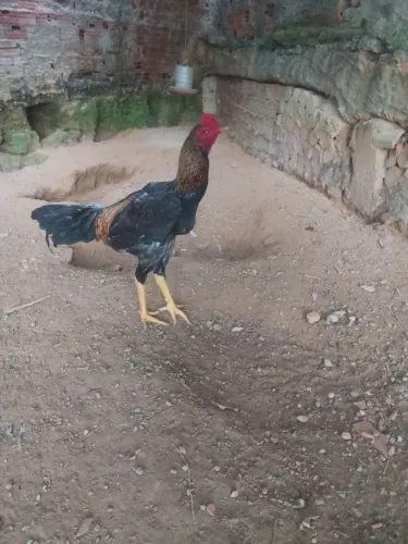 Galo índio