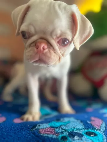 Casal de pug Albino