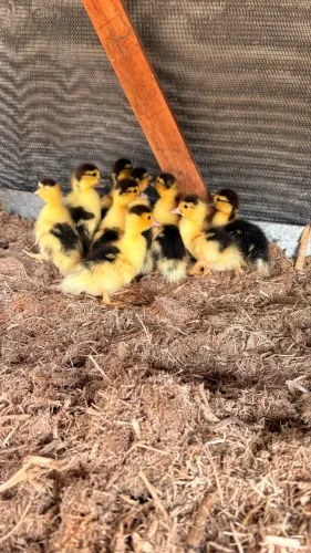 Patos Filhotes 