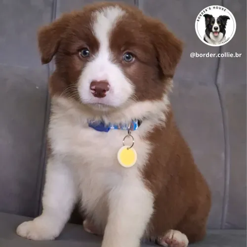 Border collie lindos filhotes c/ pedigree cbkc disponíveis