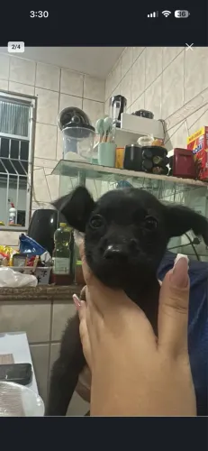 doando cadelinha fêmea 2 meses vermifugada 