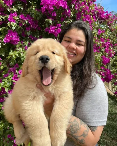 DOAÇÃO GOLDEN RETRIEVER