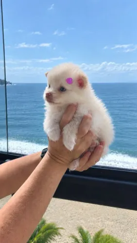 Lulu da Pomerania / Spitz fêmea