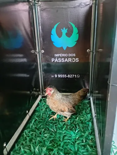 Mini Garnize 
