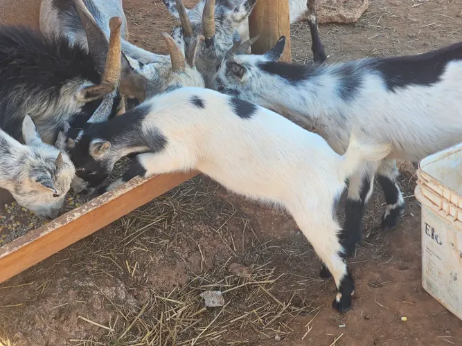 Mini cabras