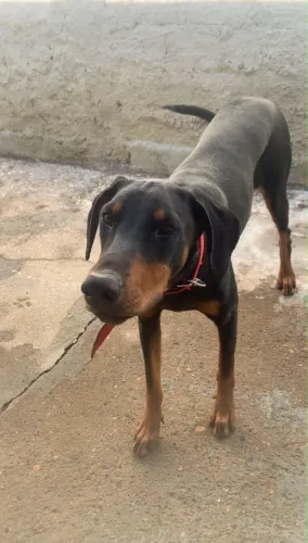 filhote de doberman puro