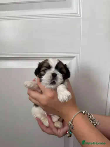Cachorro Shih Tzu/ Shitzu calmo de apartamento filhotes vacinados macho e fêmea com garant
