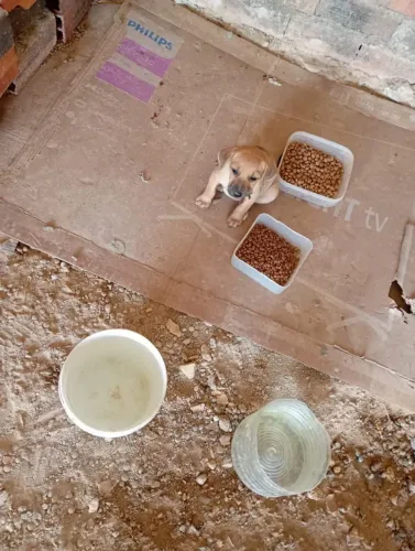 Animais 