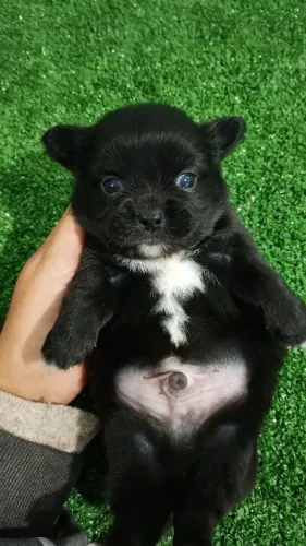 Chihuahua Filhotes 