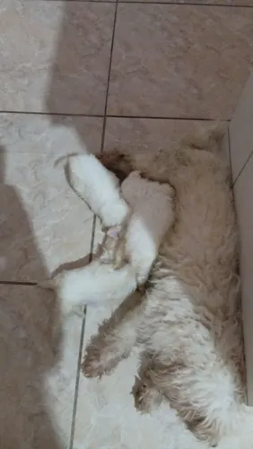 Poodles toy